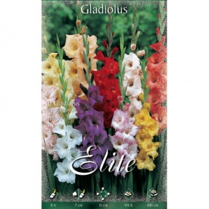 Bulbos Gladiolo Large Flowered Mixed Elite