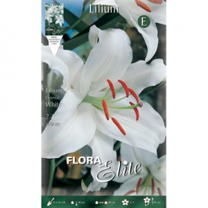 Bulbos Lilium Oriental White Elite