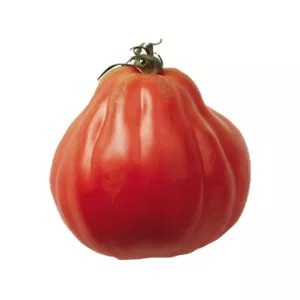Plantel tomate injertado Corazon de Buey